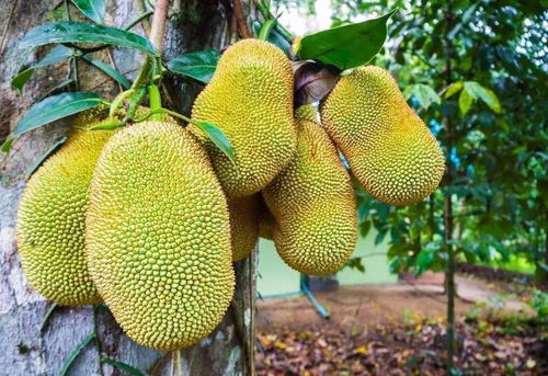 onde comprar ayahuasca_olhos de paixão_onde assistir palmeiras x vasco