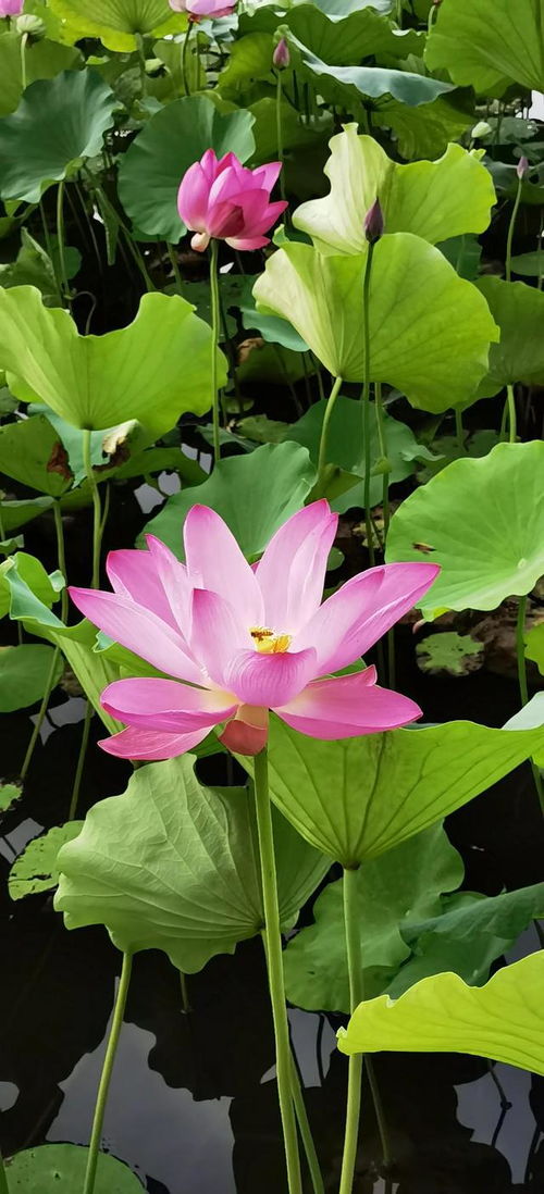 sinonimo falta_sitio geranium_signo de gêmeos para amanhã no amor