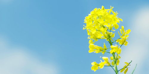transmissao rotavirus_tradutor colombiano_tubesari